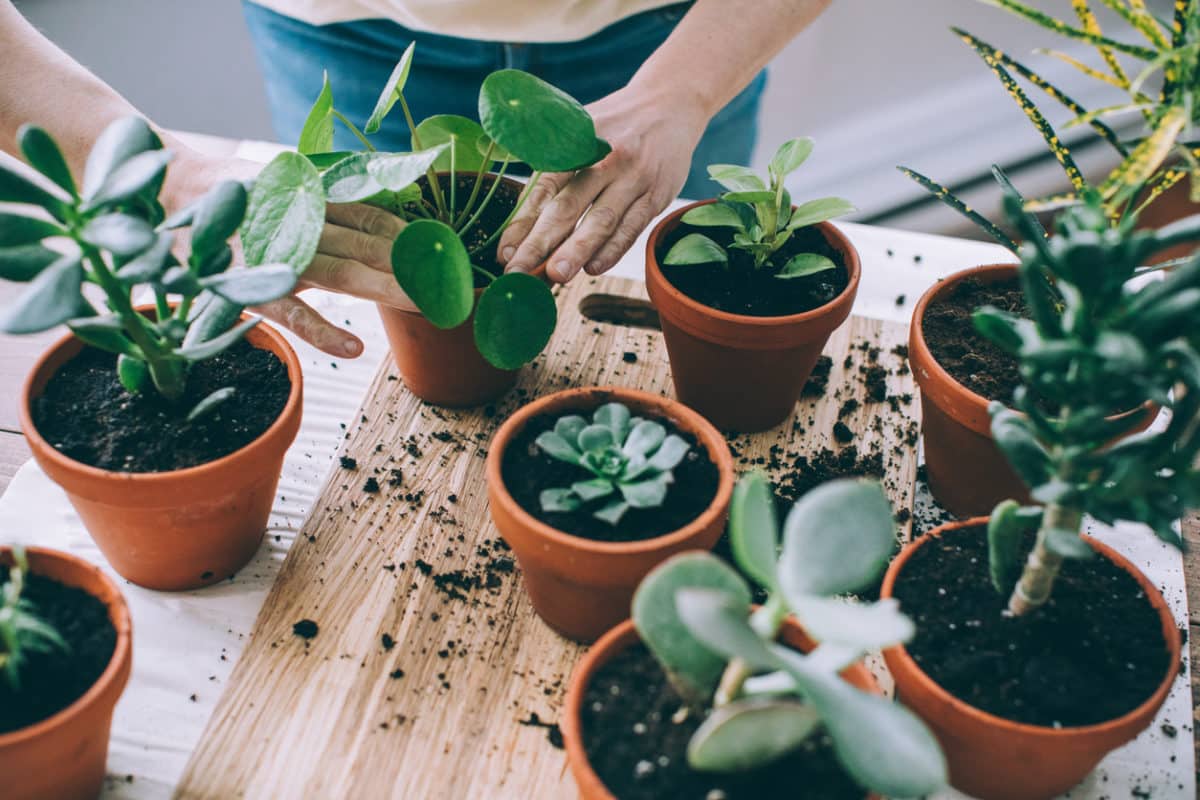 Young Woman, Passionate Houseplants Care Giver, Repotting Plants